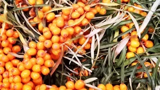 How to pick Sea Buckthorn berries  🔴 [hippophae rhamnoides] Havtorn