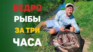 ведро рыбы за три часа