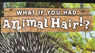What If You Had Animal Hair written by Sandra Markle read aloud by Ms.Roland
