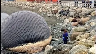 Explosion fears for bloated whale carcass