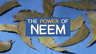 The Power of Neem Leaves - Revered Ayurvedic Herb with Highly Valued Benefits