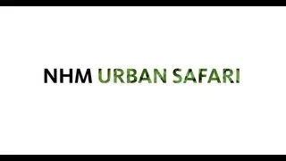 NHM Urban Nature Safari / Good Grant Better LA 2050