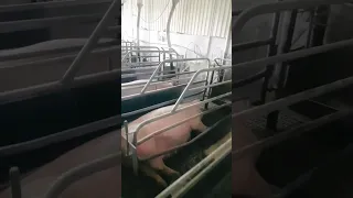 🐖Свиноматочное отделение на свинокомплексе, свиноферме. Скоро будет прирост поголовья!🐷 #поросята