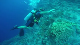 Scuba Diving From Boat The Red Sea, Ras Muhamad Sharm El Shiekh