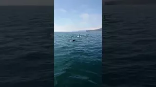 Косатка врезается в катер, Камчатка/A killer whale crashes into a boat off the coast of Kamchatka