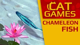 CAT GAMES - Chameleon Fish (Videos for Cats to watch) 1 Hour 60FPS