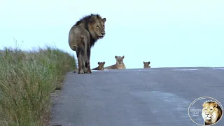 Sick Old Lion Finds His Pride And Goes To Sleep