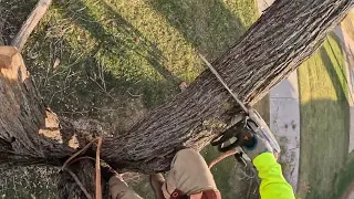 Removing ash tree🌳🪵 segunda parte 🦍💪🏽