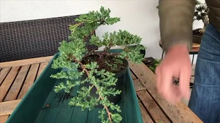 How to Create a Juniper bonsai for cheap. Absolute best conifer bonsai for cascade style