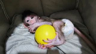 cute Newborn Baby Monkey Drinking Warm Milk