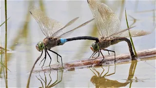 Frosch greift Kleine Königslibelle an / Frog attacking lesser emperor dragonfly