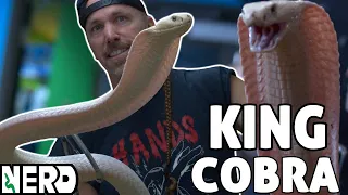 ⚠️💀 RAREST ALL WHITE KING COBRA IN THE WORLD - I BOUGHT IT💀⚠️