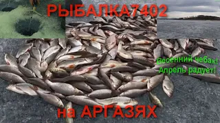 Весенний красивый чебак! Аргази в апреле.