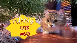 Смешные КОТЫ #60 / Лучшие приколы 2023 / Funny cats.