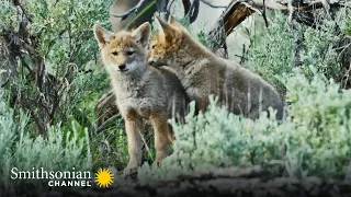 How Coyotes Cope w/ Bigger Predators 🐺 Epic Yellowstone | Smithsonian Channel