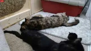 Tiny Kittens S moves cam to where Athena wants kittens