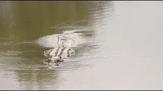 Arkansas Alligators