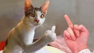 Wanna Feel Happy All Day Long? Then Watch These Adorable Pets 🥰- Funny Pet Videos