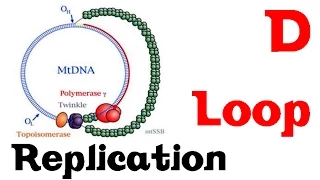 D loop replication