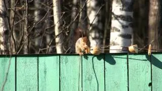 Белка ест хлеб. Squirrel eats bread. AllVideo.su