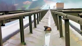 The Dog was Alone and Injured in the middle of the Road | The Animal Rescue Files 1