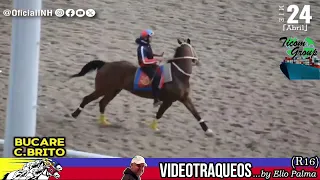 VideoTraqueos (1ra parte) | Carrera programada 28/04/24 La Rinconada INH | R16 | DH#78  🏇🏆