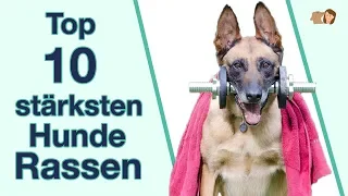 Die 10 stärksten Hunderassen der Welt | Sortiert nach ihrem Gebiss & Beißkraft