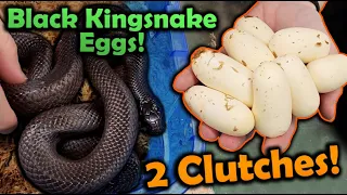 Our Mexican Black Kingsnakes Laid Eggs!! (2 Clutches!)