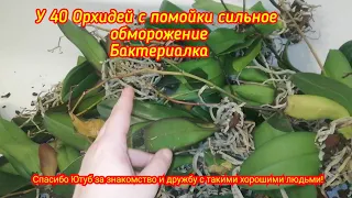 Я буду бороться за них! Фаленопсисы с помойки! Обморожение, срезала листья, но мокрые пятна растут!