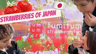 Strawberry Picking in Japan | Japanese & Filipino | つみつみファームいちご狩り おすすめ🍓