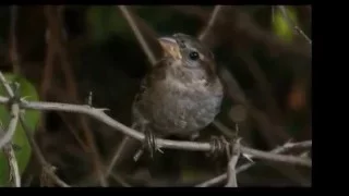 Sparrow Rescue:  Sammie The Sparrow