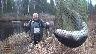 Готовим на костре. Хариус на рожне / Cooking on the open fire. Grayling on a stick