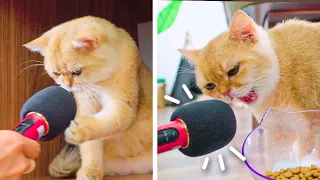 Cat ASMR: Interview Cats With A Microphone | Funny Cat Videos  Woa Kitty