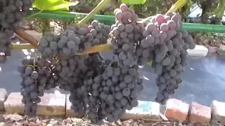 Сорт винограда кишмиш Венус Сидлис