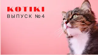 😺Funny cats and pets!  Part 4🔥Смешные котики и домашние животные! Часть 4🔥