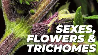 Cannabis Male Or Female? | Episode 2: Sexes, Flowers & Trichomes