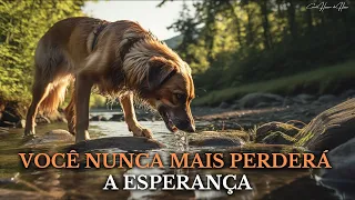 A Incrível História de Coragem e Esperança de um Cachorro