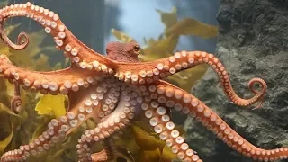 Octopuses: Not Aliens, Still Awesome | True Origins of Cephalopods | Nerd Nite San Francisco