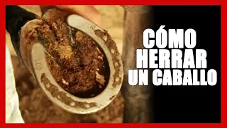 🐴✅ Cómo HERRAR un Caballo Paso a Paso  -  Herradura de Caballo