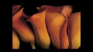 Anne Geddes i Celine Dion MIRACLE