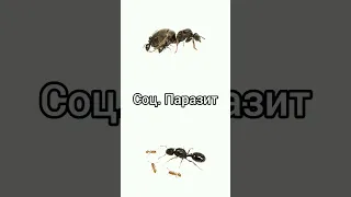 Lasius niger vs Tetramorium caespitum #shorts