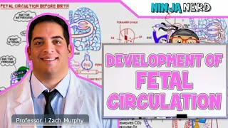 Embryology | Development of Fetal Circulation