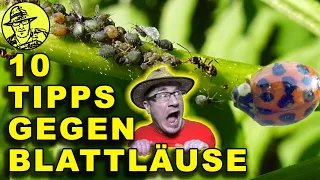 Blattläuse hassen diesen Trick - Meine 10 Tipps gegen Blattläuse - Sturm und Hagel, Hühner und Enten