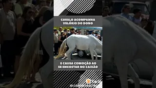 cavalo chora ao ver enterro do seu dono