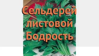 Сельдерей обыкновенный Бодрость (bodrost) 🌿 Бодрость обзор: как сажать, семена сельдерея Бодрость