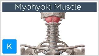 Mylohyoid Muscle - Attachments & Function - Human Anatomy | Kenhub