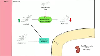 Dysregulation of Cortisol and Aldosterone | Black Licorice and Associated Health Effects