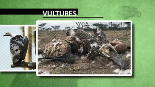 BirdLife Africa Vulture Conservation Forum
