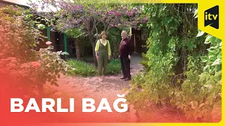 "Barlı bağ" da Gəncənin məşhur ağsaqqalları ilə işlədik