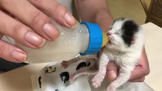 ミルクを飲むまだ目が開いてない保護猫のりんちゃん